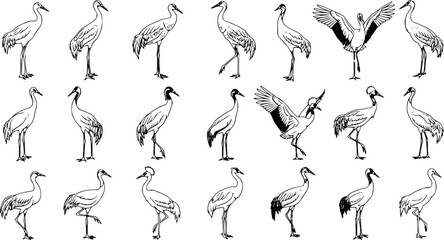 Fototapeta premium Elegant Crane Sketch Collection: 18 Hand-Drawn Storks in Various Poses, Wildlife Art