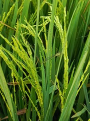 A close-up of a delicate dragonfly perched on a vibrant green rice plant, showcasing the intricate details of nature in a sunlit field