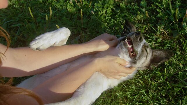 CLOSE UP, TOP DOWN: Cute dog enjoys a gentle belly rub while lying in the green grass. Expression of a contented doggie radiates pure happiness while being cuddled on a walk in green spring nature.
