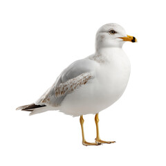 Obraz premium Seagull Bird Standing Isolated on Transparent Background – Realistic White Gull Cutout PNG for Coastal, Marine and Travel Design