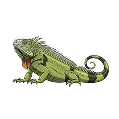 Fototapeta premium Green iguana lizard vector illustration isolated on white background