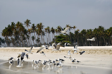 seagull al haffa beach salalah oman