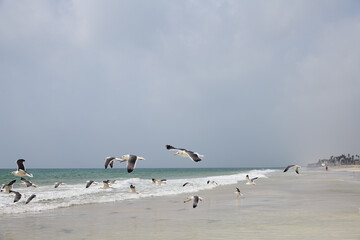 seagull al haffa beach salalah oman