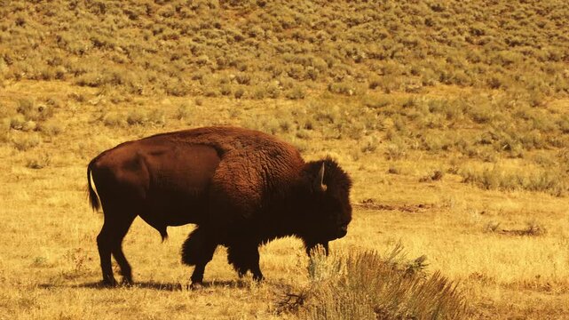 A lone bison in Yellowstone national park Wyoming USA walking on a sunny day on yellow grass by the river 4K 