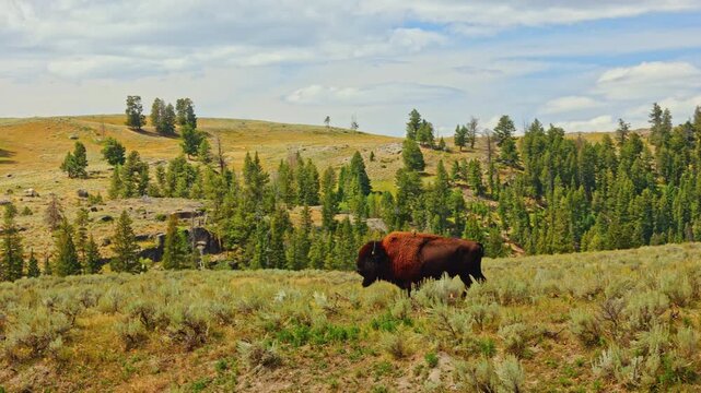 A lone bison in Yellowstone national park Wyoming USA on a cloudy day enjoying green grass by the river and green mountain hills in the background 4K 