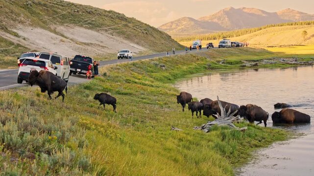 A herd of play bison in Yellowstone national park Wyoming USA on a cloudy day enjoying green grass crossing the river and people watching from cars 4K