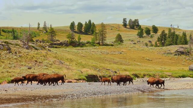 A herd of play bison in Yellowstone national park Wyoming USA on a cloudy day enjoying green grass crossing the river and green mountain hills in the background 4K 