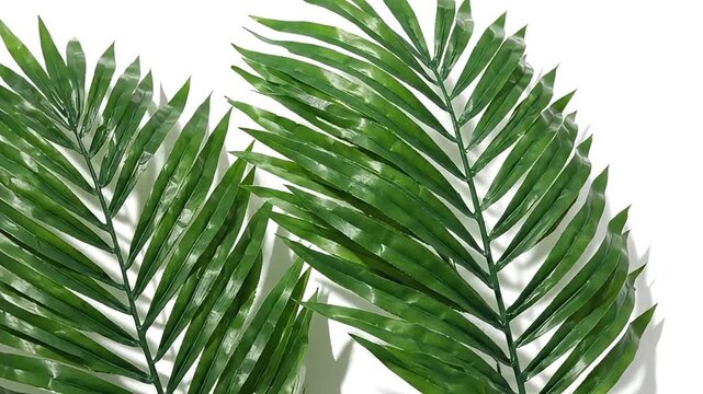 Palm leaves pattern background features vivid green fronds against clean white surface