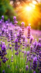 Obraz premium Vibrant lavender blooms unfurl in a lush garden bed, surrounded by lush green foliage and warm sunlight