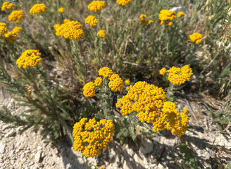 Beautiful blossom milfoil (lat.- Achillea arabica Kotschy) © irairopa