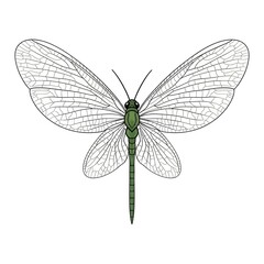 Green dragonfly illustration with transparent veined wings on a clean white background