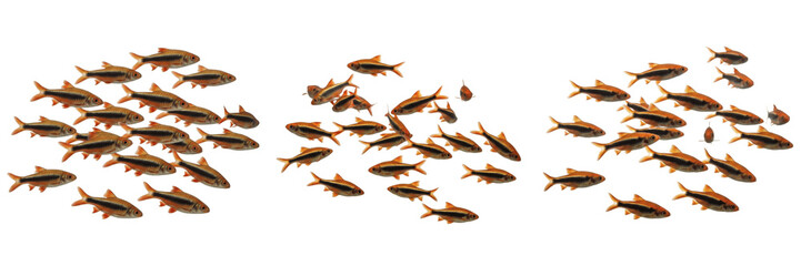 School of Cherry Barb Swimming on White Background, Puntius Titteus, Cyprinidae Family, Tropical Freshwater Aquarium Fish, Cherry Barb Shoal, Colorful Aquarium Fish Photography © Margary