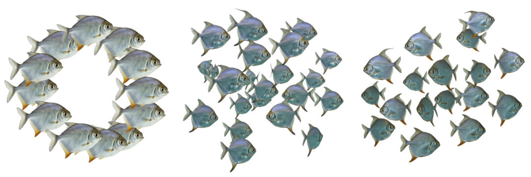 School of Silver Dollar Fish Swimming on White Background, Metynnis Genus, Characidae Family, Tropical Freshwater Aquarium Fish, Silver Dollar Shoal, Colorful Aquarium Fish Photography