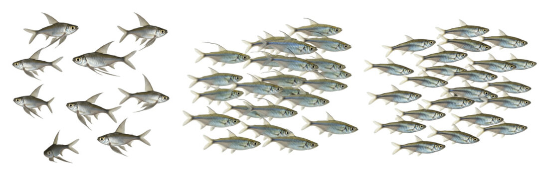 School of Hatchetfish Swimming on White Background, Gasteropelecidae Family, Tropical Freshwater Aquarium Fish, Hatchetfish Shoal, Small Silver Fish Photography