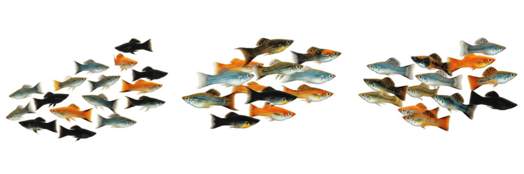 School of Molly Fish Swimming on White Background, Poecilia Genus, Poeciliidae Family, Tropical Freshwater Aquarium Fish, Molly Shoal, Colorful Livebearer Fish Photography