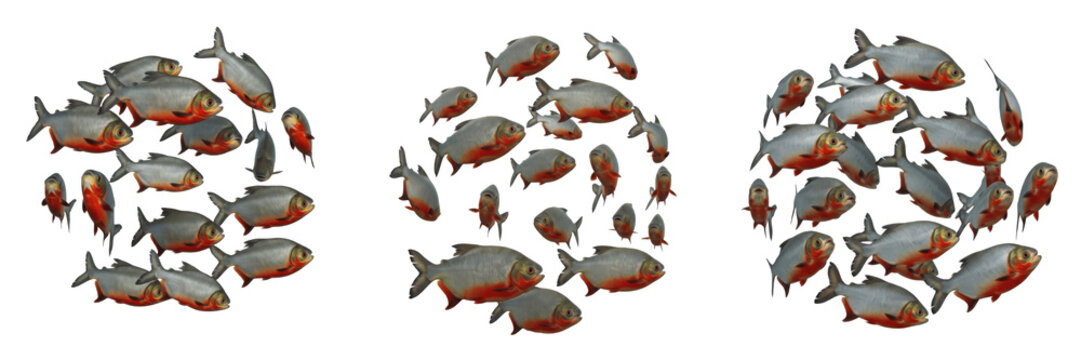 School of Pacu Fish Swimming on White Background, Piaractus Genus, Characidae Family, Tropical Freshwater Fish, Pacu Shoal, Large Herbivorous Aquarium Fish Photography