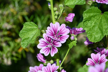 ウスベニアオイ　Common mallow