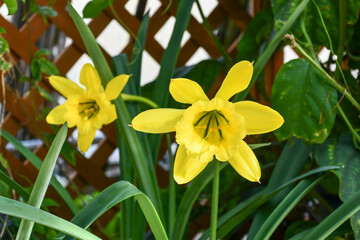 Fototapeta premium パラモンガイア・ウェベルバウエリ Giant Peruvian Daffodil
