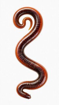 Isolated Red Earthworm Curving Elegantly Against White Background