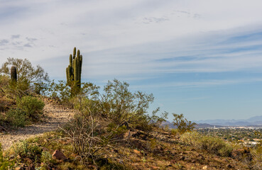 Panoramic view of Phoenix, Arizona, from the hiking trail of Lookout Mountain Park with a big cactus on the foreground