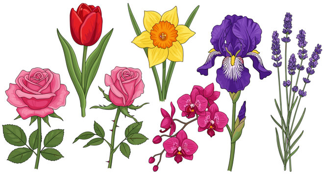 Colorful illustration of various flowers including tulip, rose, daffodil, iris, and lavender