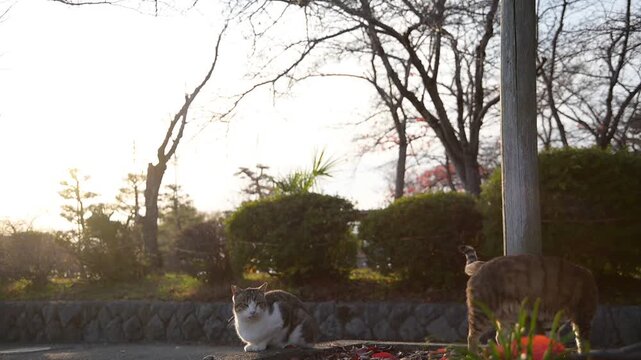 沈む夕日を背景にくつろぐキジ猫とトラ猫 （滋賀県長浜市, 2025年12月）