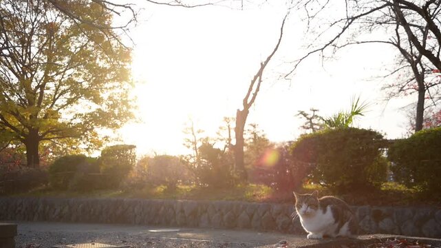 沈む夕日を背景にくつろぐキジ猫とトラ猫 （滋賀県長浜市, 2025年12月）
