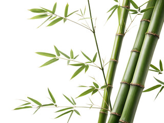 Naklejka premium Bamboo shoots with slender stems showcasing natural green hues and intricate leaf patterns isolated on a transparent background
