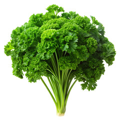 Fresh curly leaf broccoli florets with vibrant green texture on transparent background isolated on a transparent background