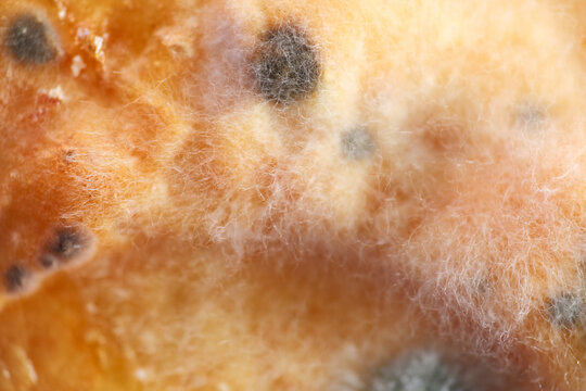 Growth of mold and fungus on scones surface