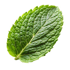 Detailed close-up of a fresh green leaf with prominent venation and natural texture isolated on a transparent background