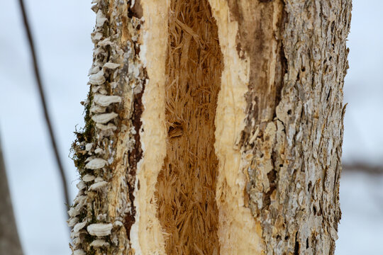 Close up of a dead elm tree trunk excavated to its hollow center by a pileated woodpecker (Dryocopus pileatus) during winter in Wisconsin.