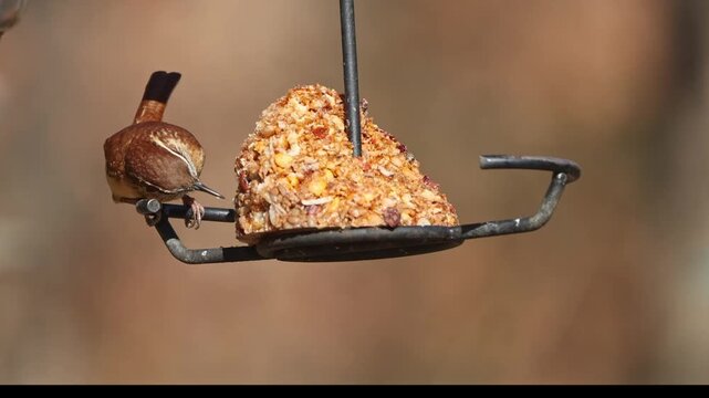 Carolina wren eating red hot suet from suet feeder against blurry background. 
