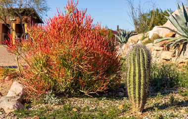 Pencil Cactus, specifically the Euphorbia tirucalli 'Sticks on Fire' variety, and Saguaro cactus (Carnegiea gigantea) in the winter in Arizona