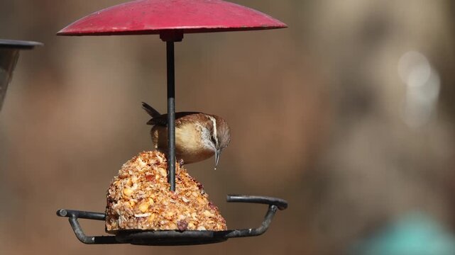 Carolina wren eating red hot suet from suet feeder against blurry background. 