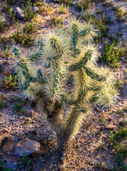 Jumping Cactus. Close-up of a Jumping Cholla (Cylindropuntia fulgida) in the Lost Dutchman State Park near Phoenix, Arizona