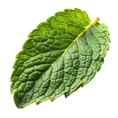 Fresh Mint Leaf with Intricate Vein Patterns on Transparent Background isolated on a transparent background