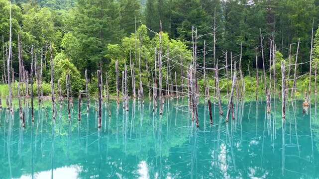 白金青い池（北海道美瑛町）