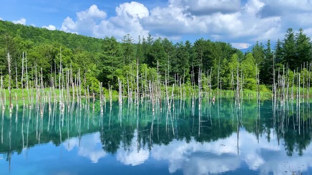 白金青い池（北海道美瑛町）