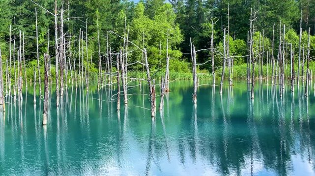 白金青い池（北海道美瑛町）