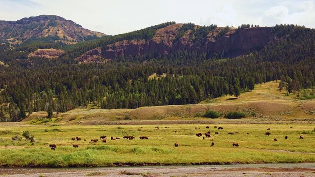 A herd of play bison in Yellowstone national park Wyoming USA on a cloudy day enjoying green grass by the river and green deep Forest mountains in the background 4K 