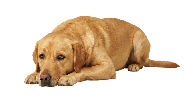 Sad golden retriever dog lying down with head on paws, looking forlornly transparent background