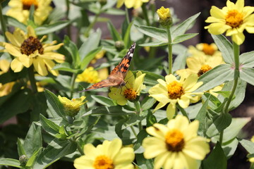 monarch butterfly standing wings fully outstretched, feeding atop golden center of yellow flower in summer sunshine (macro, close-up)