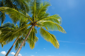 Coconut palms against blue sky. Beautiful tropical forest.