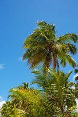 Coconut palms against blue sky. Beautiful tropical forest.