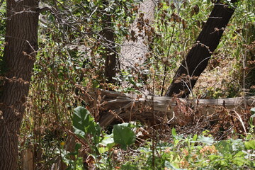 shattered tree trunk laying in bright autumn sunshine in dense underbrush of boreal forest floor (seasonal, landscape)