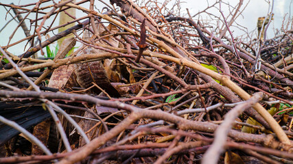 Closeup photo of tree branch. Broken of bark background with trunks. Trash of natural wood background