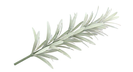 Obraz premium Green Rosemary Branch