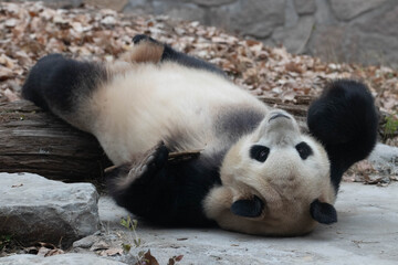 Fototapeta premium close up Lazy Sleepy panda, Beijing, China