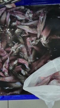 the activity of a squid buyer selecting and putting it into white plastic